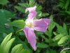 White Trillium (Trillium grandiflorum)