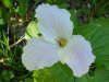 White Trillium (Trillium grandiflorum)