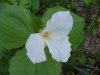 White Trillium (Trillium grandiflorum)