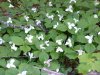 White Trillium (Trillium grandiflorum)
