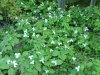 White Trillium (Trillium grandiflorum)