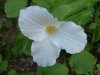 White Trillium (Trillium grandiflorum)