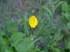 Meadow Buttercup / Common Buttercup (Ranunculus acris)