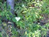 White Trillium (Trillium grandiflorum)