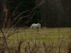 White horse in a field