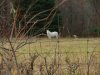 White horse in a field
