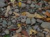 Pebbles and fallen Autumn/Fall leaves