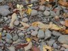 Pebbles and fallen Autumn/Fall leaves