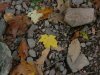 Pebbles and fallen Autumn/Fall leaves