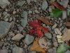 Pebbles and fallen Autumn/Fall leaves