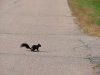 Black Squirrel
