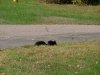 Black Squirrel