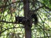 Black Squirrel