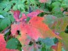 Early Fall/Autumn leaves