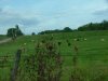 Cows of the Old Nicabeau Road