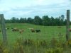 Cows of the Old Nicabeau Road