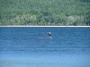 Windsurfer on the Ottawa River