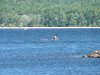 Windsurfer on the Ottawa River