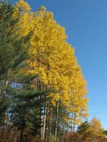 2009 Autumn / Fall scenes around Deep River