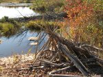 Beaver dam Autumn / Fall scene viewed from the Deep River Silver Spoons C trail
