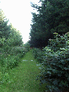 View on Path into the Daresbury Firs