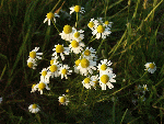 Scentless Mayweed (Matricaria perforata)
