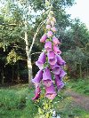 Digitalis (also known as Foxglove)