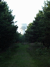 Back 
    amongst the Daresbury Firs looking Towards the Daresbury Laboratory NSF Tower.