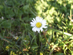 Daisy - Bellis perennis -  (Compositae)