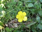Buttercup