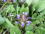 Selfheal (Prunella vulgaris)