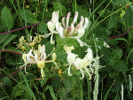 Honeysuckle