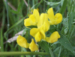 Common Bird's-foot-trefoil (Lotus corniculatus) or Meadow Vetchling (Lathyrus pratensis)