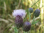 Creeping Thistle (Cirsium arvense)