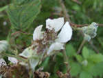  Blackberry/Bramble (Rubus fructicosus)