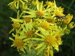 Common Ragwort (Senecio jacobaea)
