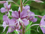 Rosebay willowherb (Epilobium angustifolium)