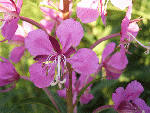 Rosebay willowherb (Epilobium angustifolium)