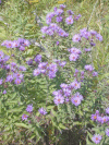 Purple Asters