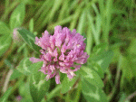 Red Clover (trefolium pratense)