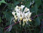 Honeysuckle - Lonicera periclymenum - (Caprifoliaceae)