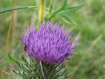 Creeping Thistle (Cirsium palustre)
