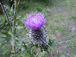 Creeping Thistle (Cirsium palustre)