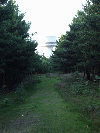 Amongst the Daresbury Firs looking 
    Towards the Daresbury Laboratory NSF Tower