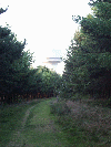 Amongst the Daresbury Firs looking 
    Towards the Daresbury Laboratory NSF Tower
