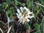 White Clover