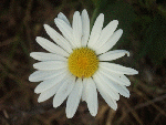 Oxeye Daisy (Leucanthemum vulgare)