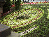 Flower Clock in Pricess Gardens