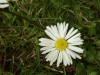 Daisy (Bellis perennis)