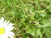 Daisy (Bellis perennis)